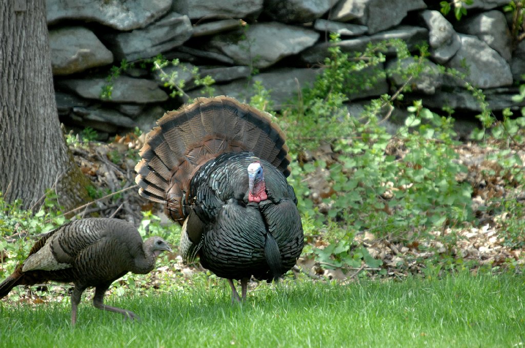 Turkey, Wild, 2012-04204994 Worcester, MA.JPG - Wild Turkey. Pictures at Barbara and Arthur Roberts neighborhood, Worcester, MA, 4-20-2012